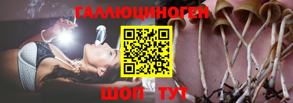Галлюциногенные грибы Cubensis  купить наркотик  Гатчина  Вход с VPN 